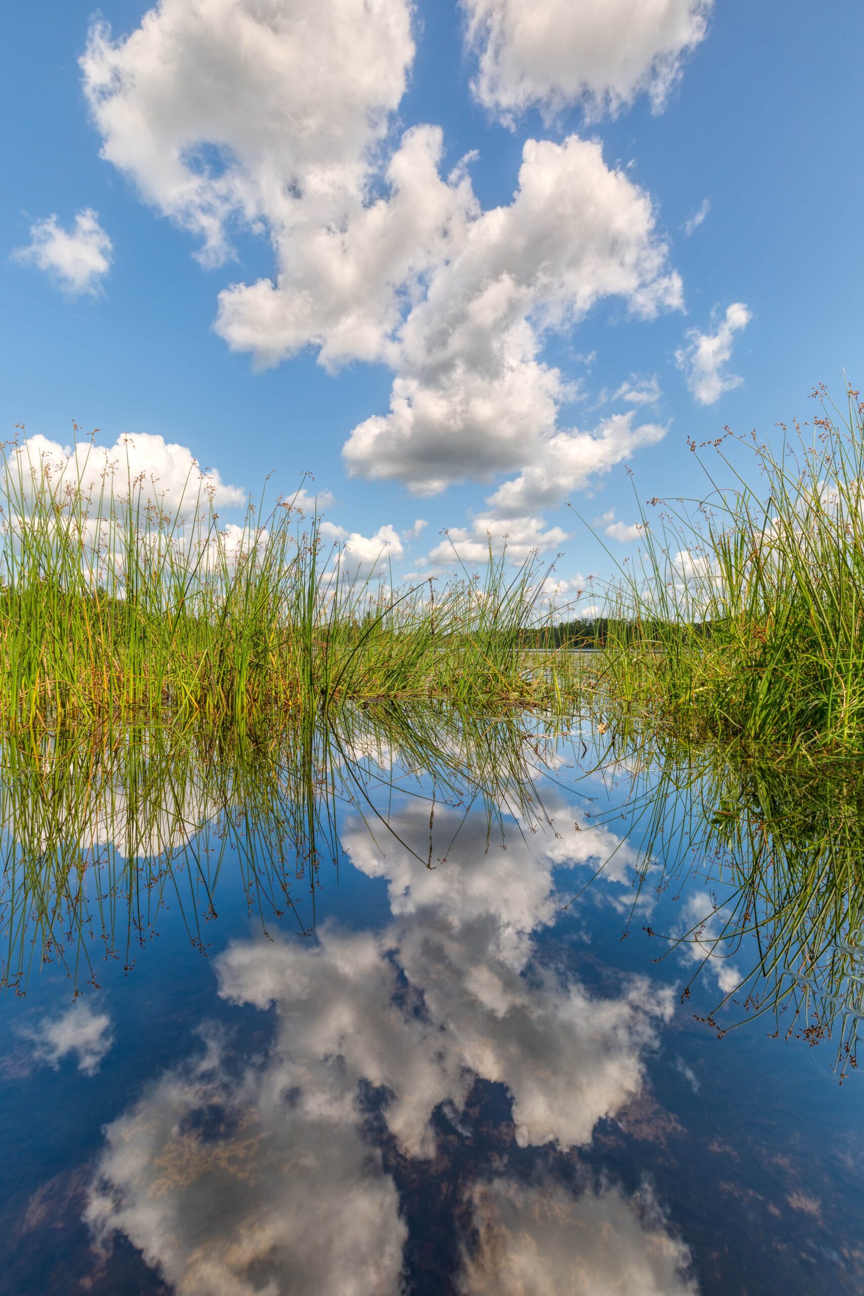 Salt Marshes: An Amazing But Hidden Gem