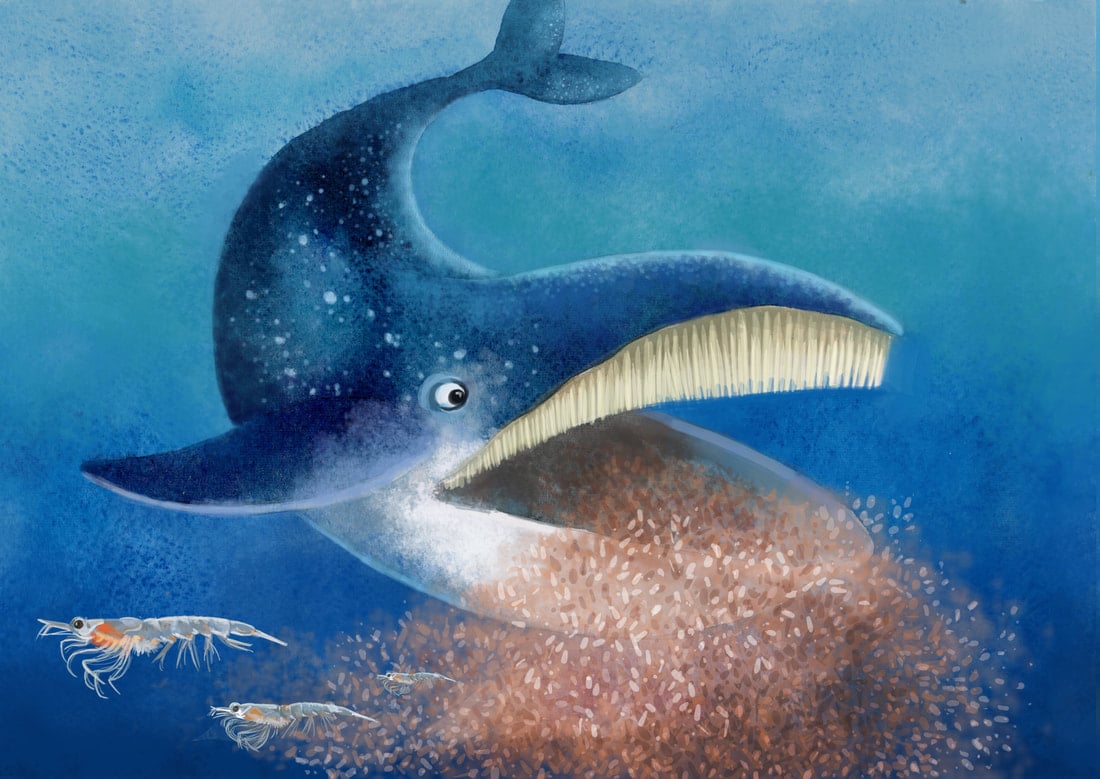 Krill and Whales: A Symphony of Life